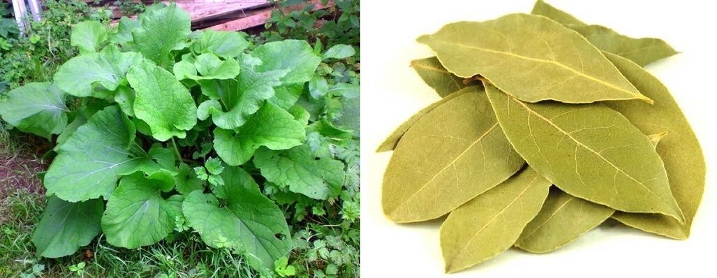 bardane et feuilles de laurier pour les douleurs articulaires