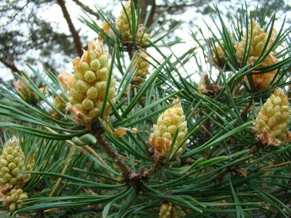 Des pousses de pin dans la lutte contre l'ostéochondrose cervicale.